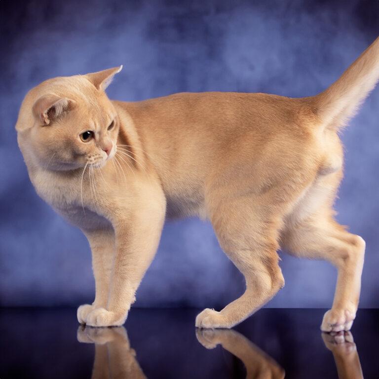 Discover the 10 Beautiful Burmese Cat Colors Royal Esprit Burmese Cattery