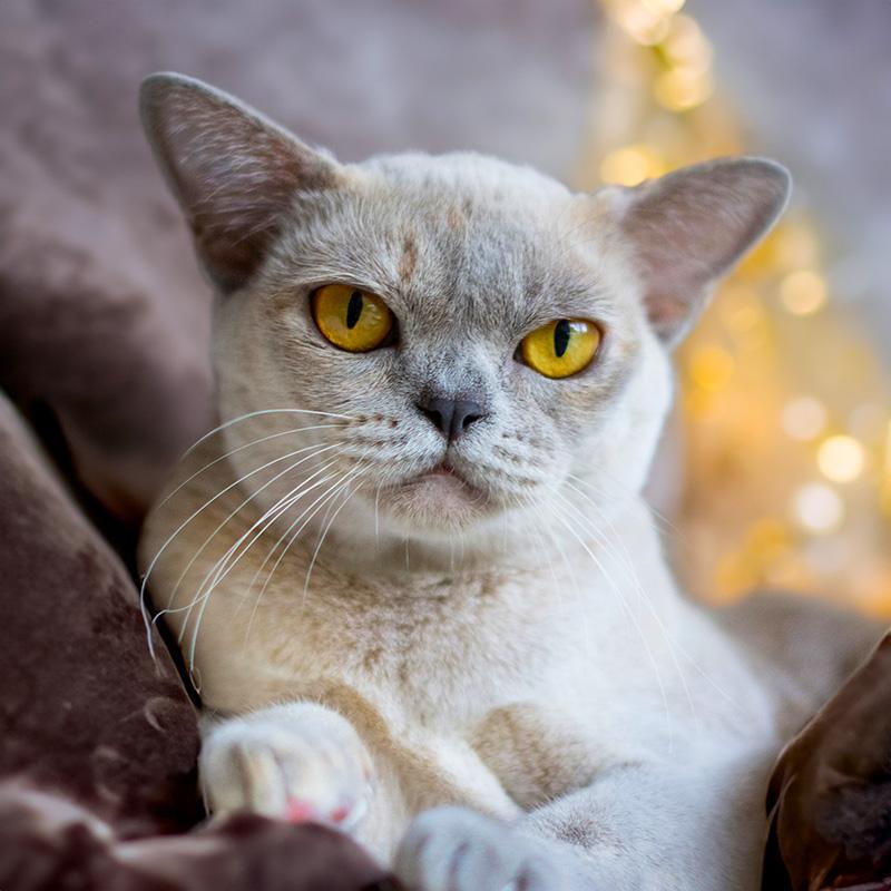 lilac tortie burmese cat
