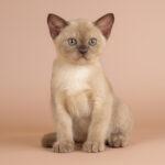 burmese kitten