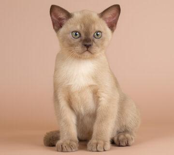 burmese kitten