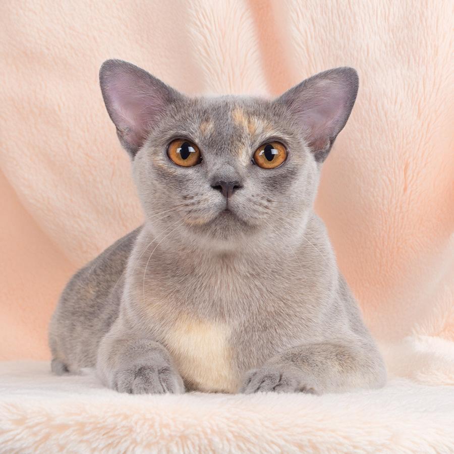 burmese cat