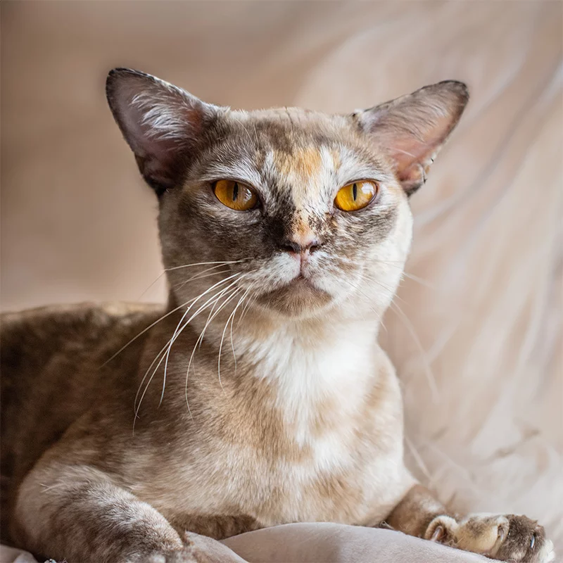 burmese cat