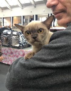 burmese cat