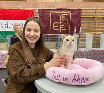 Burma katzen
