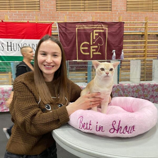 Burma katzen