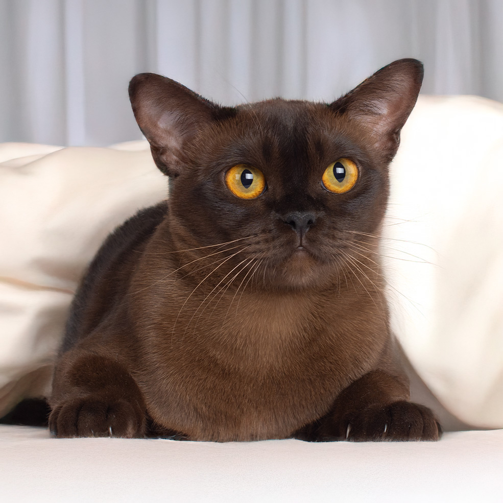 Burma katzen