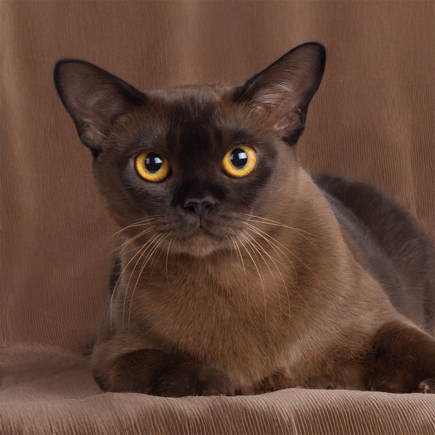Gloria slika Burmese cat