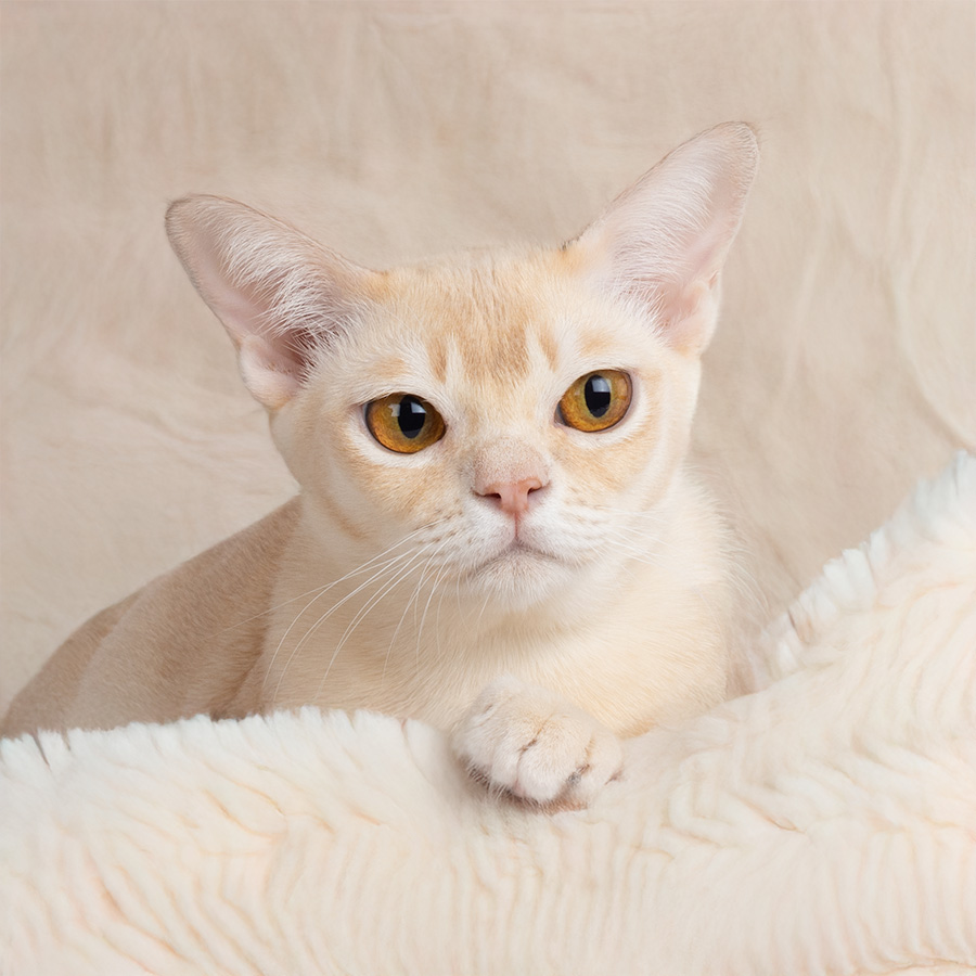 2002-972 Cream burmese cat