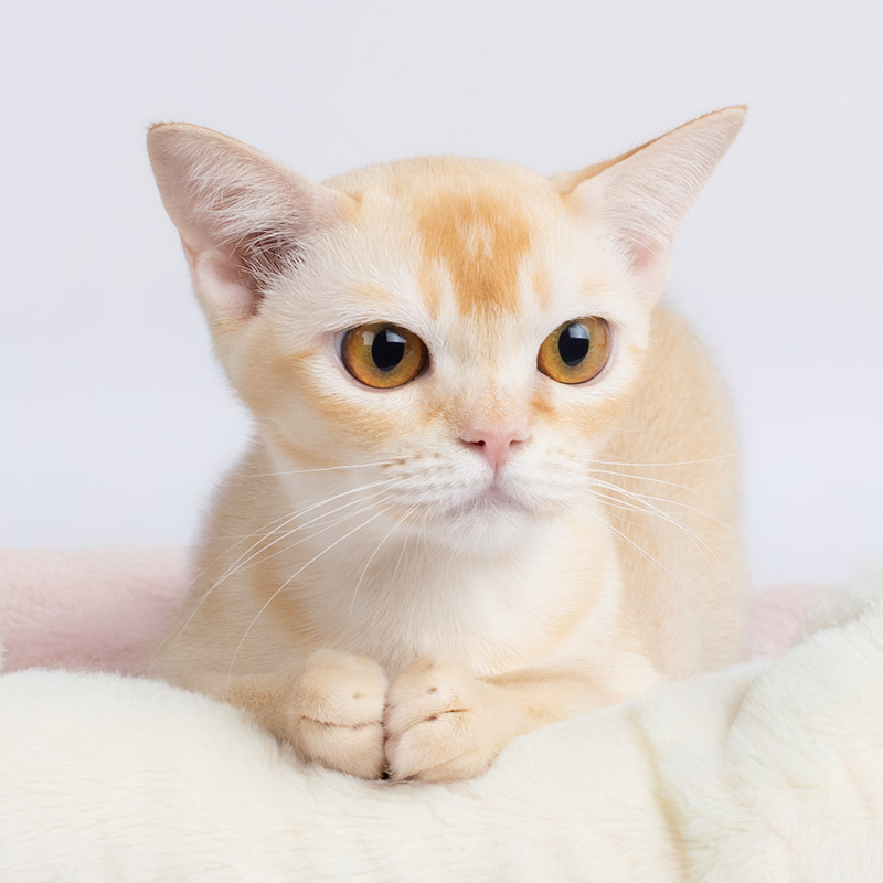 Luna Burmese cat