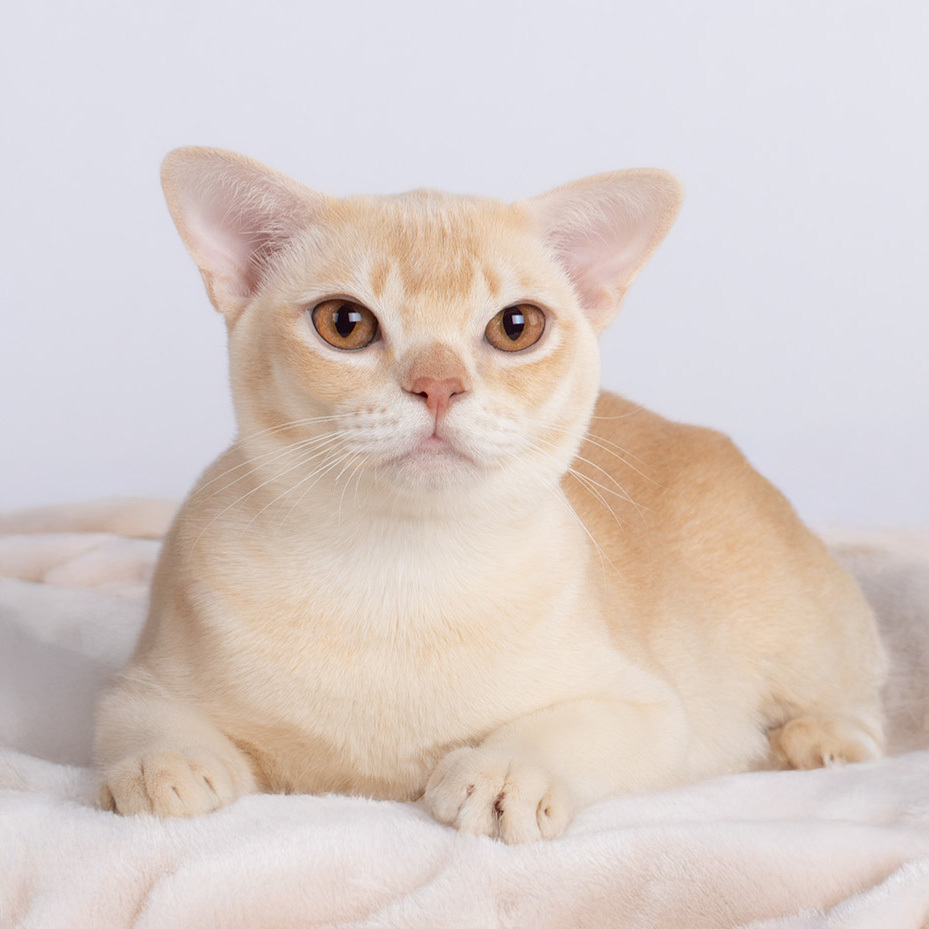 burmese cat