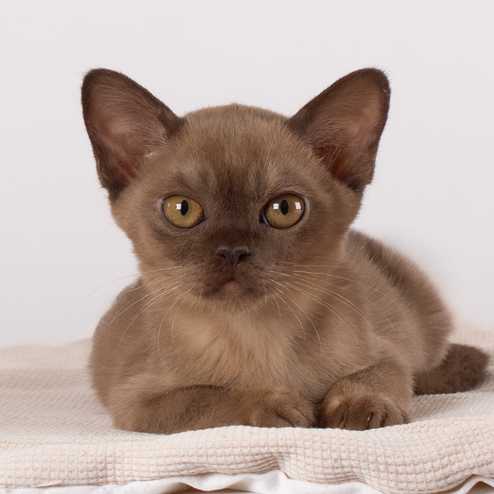 Hummer burmese kitten