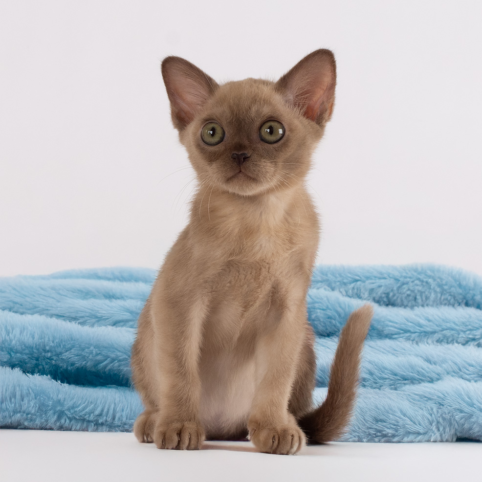 Keith 0905 burmese kitten