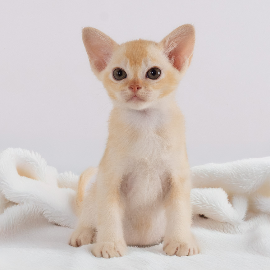 Orange Gem burma kitten