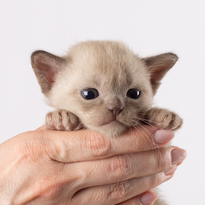choco boy Tootsie kitten