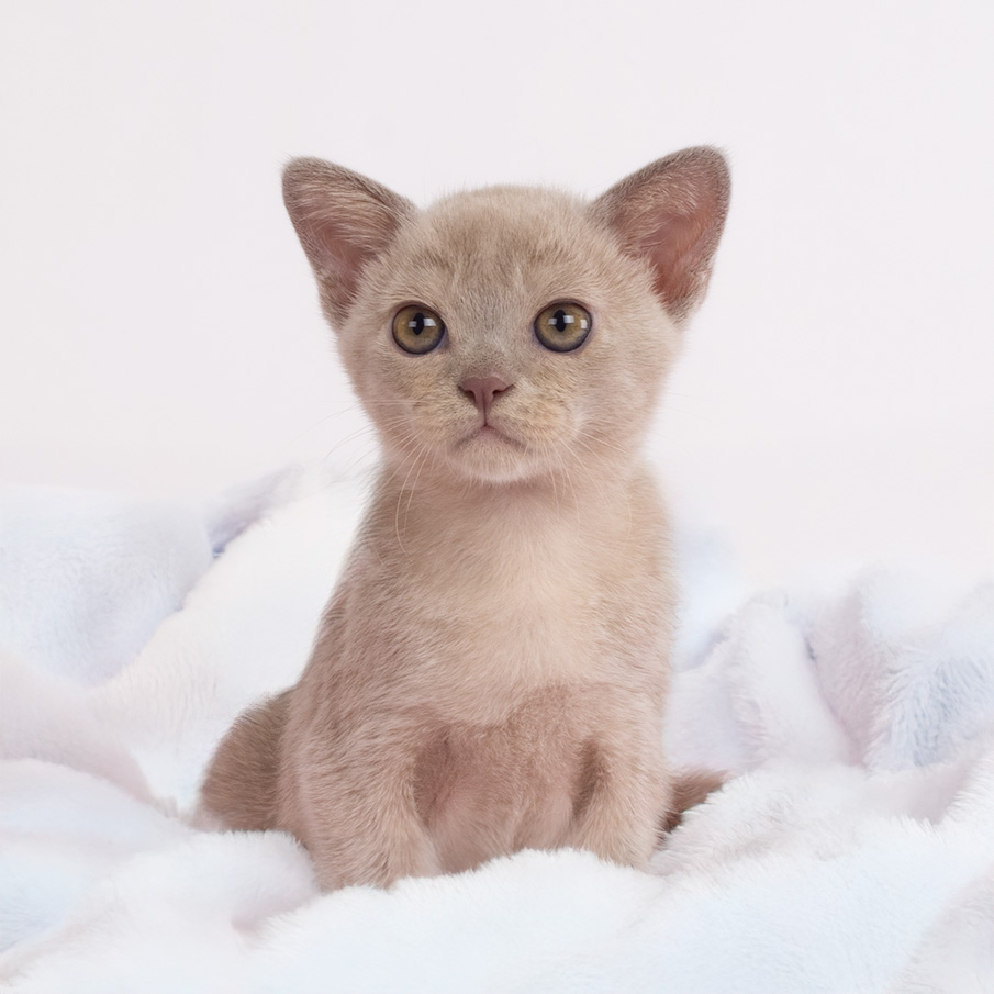 lilac boy3 burmese lilac kitten