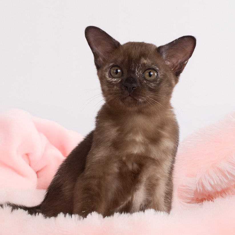 Mariella Brown tortie girl