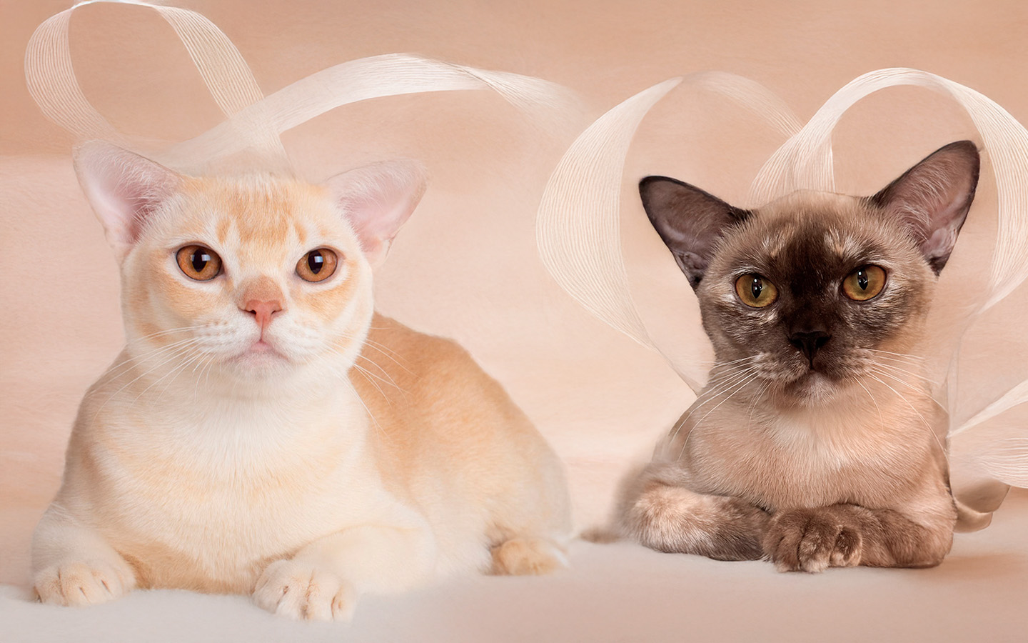 burmese cats