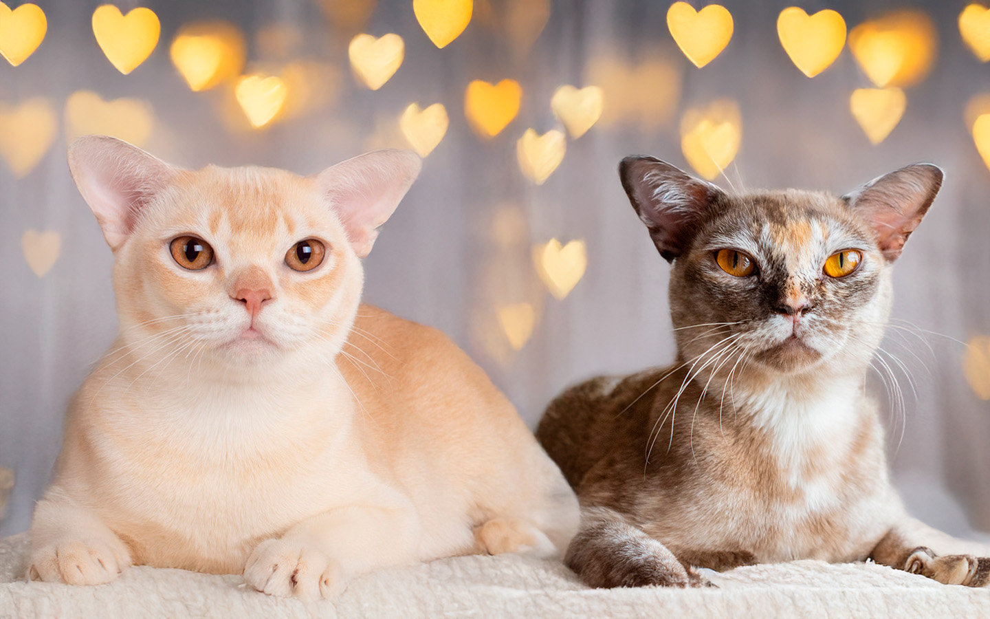burmese cats