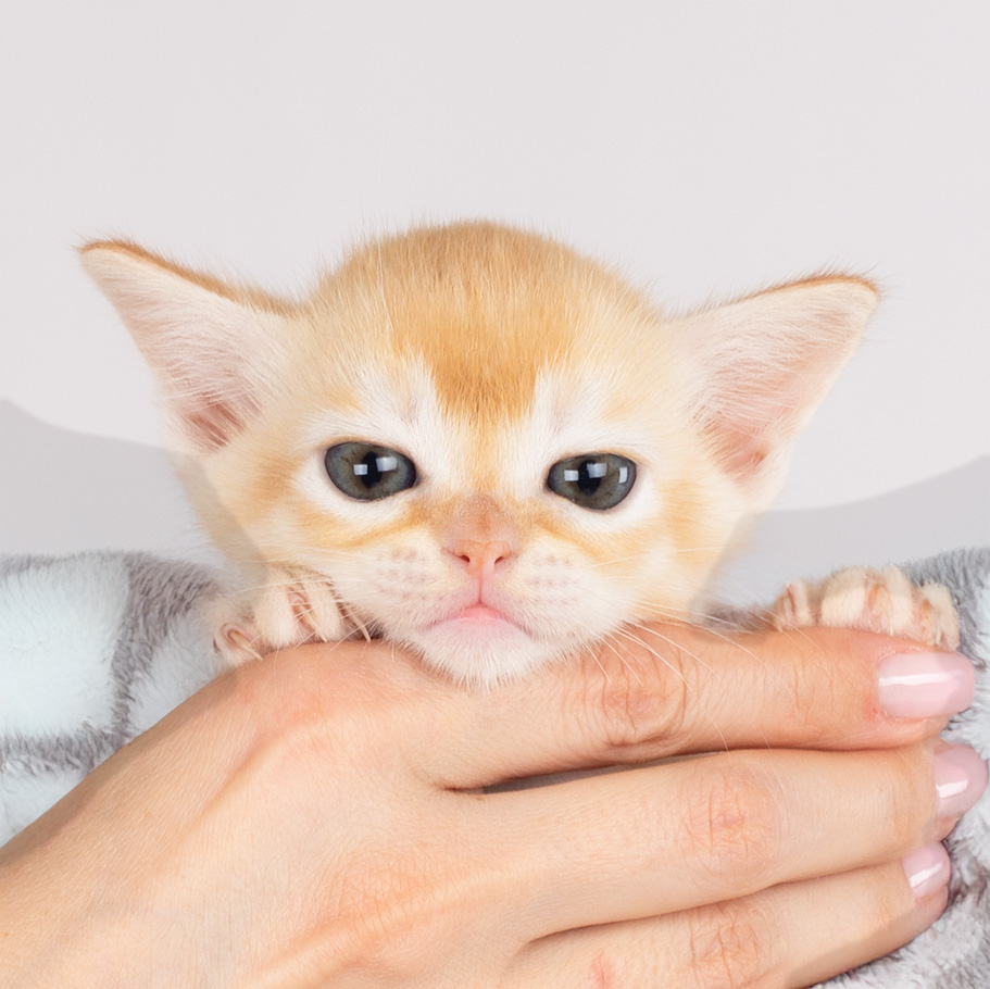 burmese red kitten