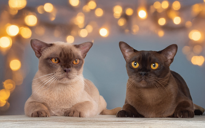 Burma-Katzen