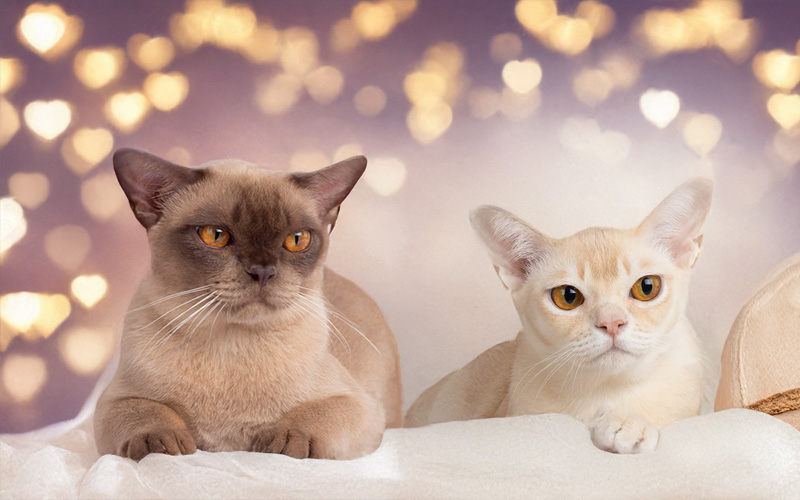 Vacheron-Honey Burmese cats