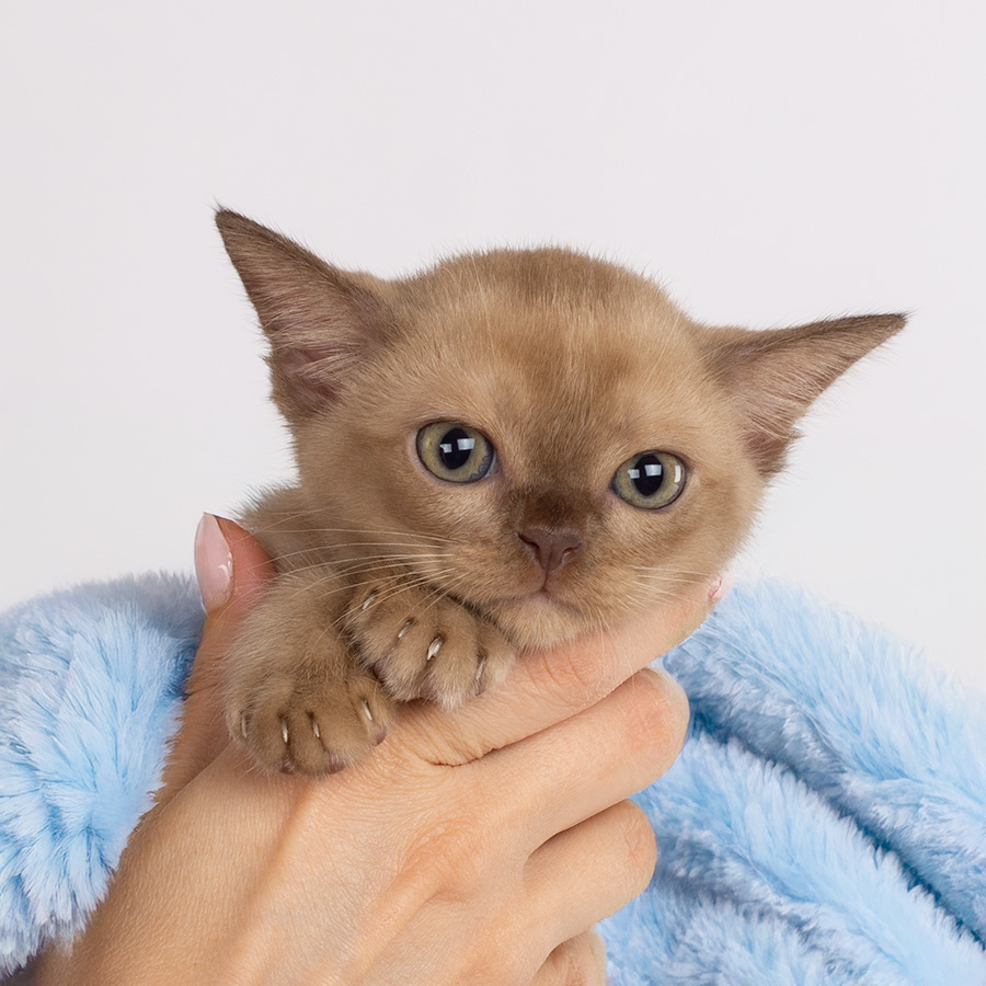 burma kitten