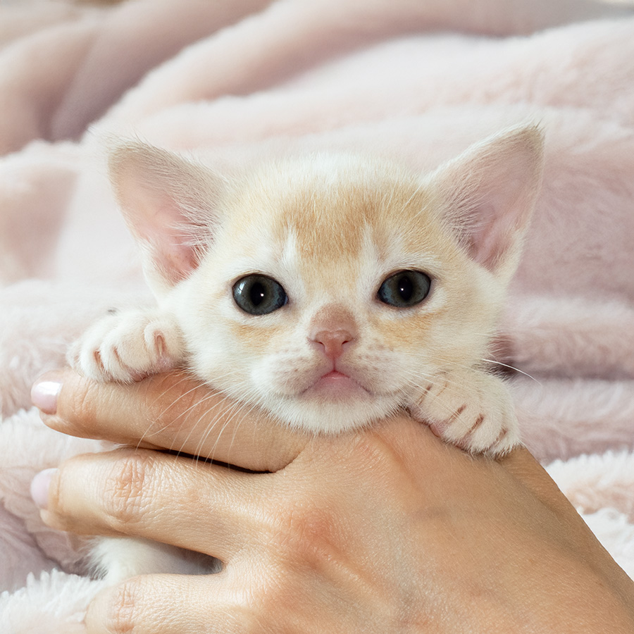 burma kitten
