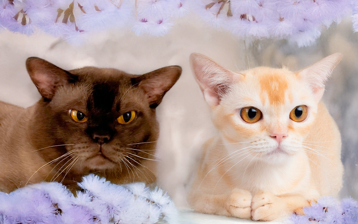 burmese cats