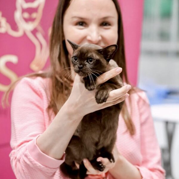 Royal Esprit Burmese cats