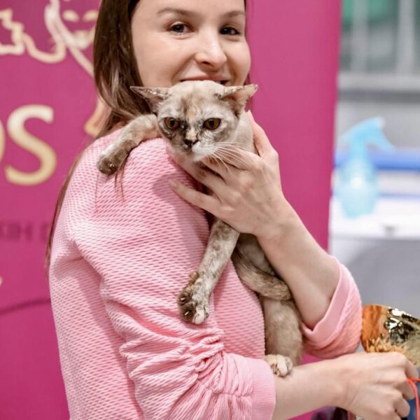 Royal Esprit Burmese cats