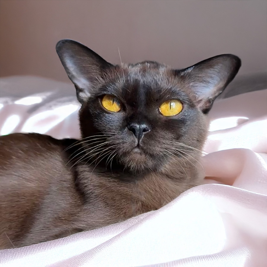 Kala burma katzen