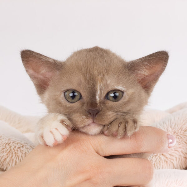 Royal Esprit Sangria