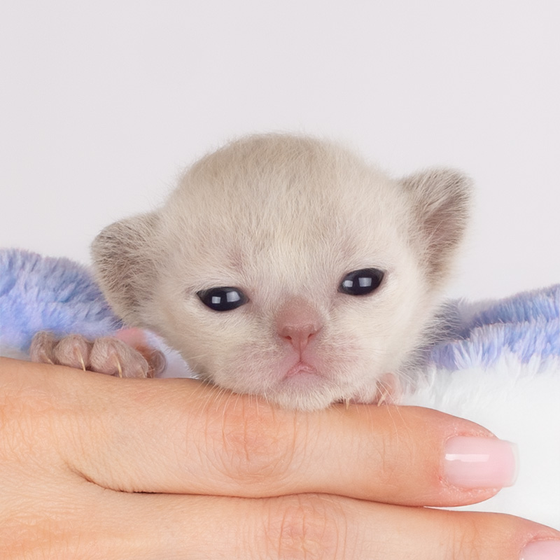 burmese lilac kitten