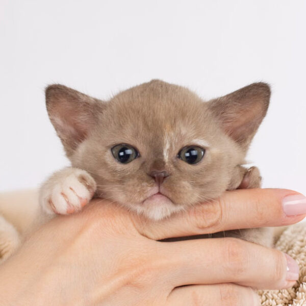 Royal Esprit Sangria