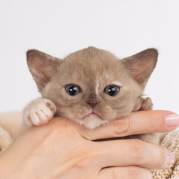 Royal Esprit Sangria