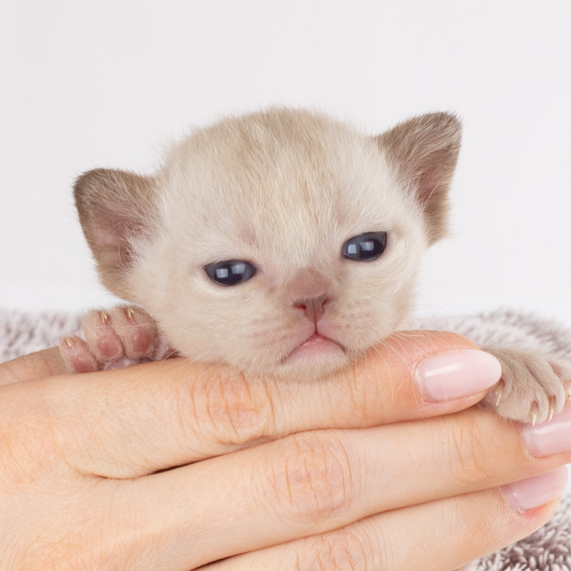 burma kitten