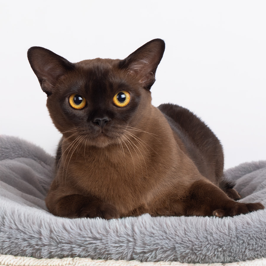 Burma cat
