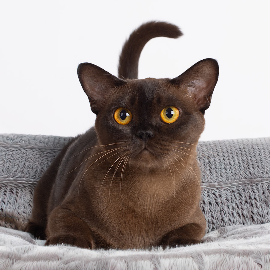 burmese cat