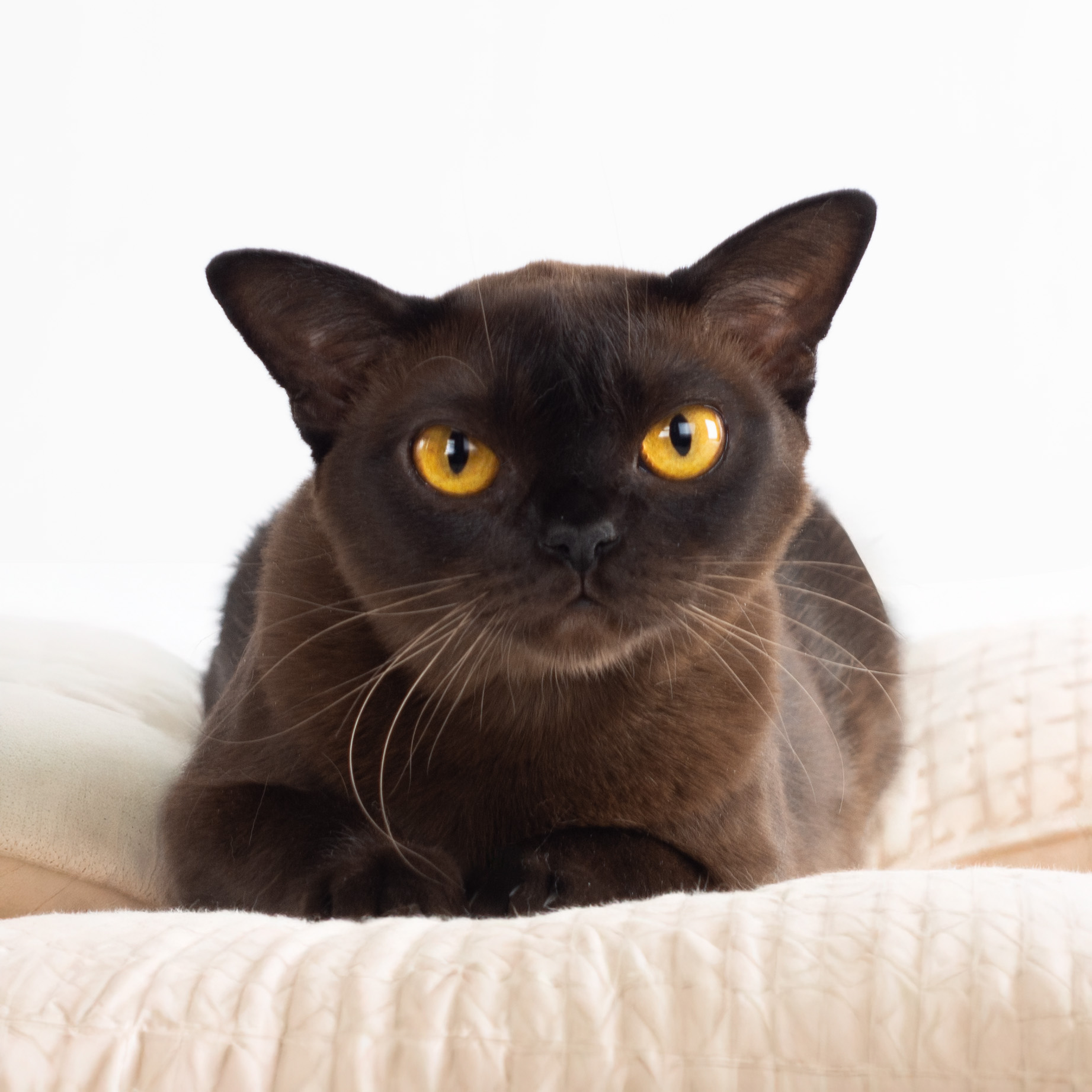 Burma katzen Royal Esprit Jazz Queen