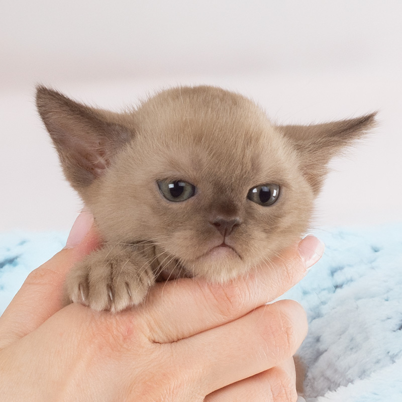 Burmese kitten
