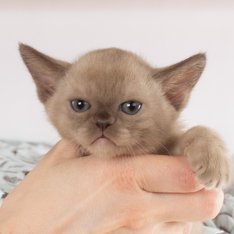 Burma kitten