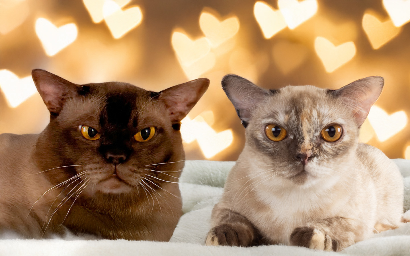 kuki-firstlove Kuki firstlove