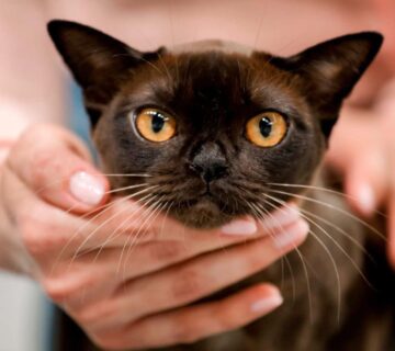 614015033 10232510111070358 7121858191550313508 n 360x320